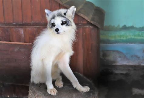 Canadian Marble Fox Are They Considered Good Pets Pets Nurturing