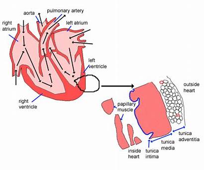Heart Histology Circulatory Epicardium Adventitia Tissue Endocardium