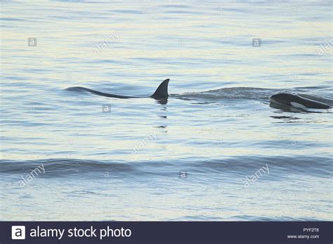 Calf Orca Hi Res Stock Photography And Images Alamy