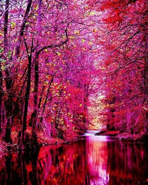 Pink Forest Ireland