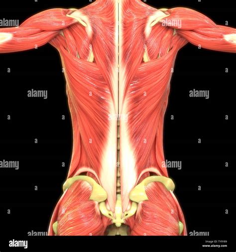 Anatomía Los Músculos Del Cuerpo Humano Fotografía De Stock Alamy