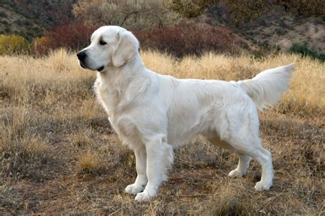 We have decided that the risks of shipping puppies via cargo are too unpredictable and potentially dangerous. English Cream Golden Retriever - Page 2 - Wood River Goldens