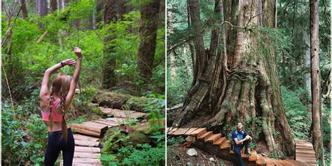 Enchanted Forest In Bc With Boardwalk Trails Is Full Of Towering 1000