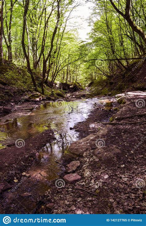 Small Forest River Stock Image Image Of Nature Natural 142127765