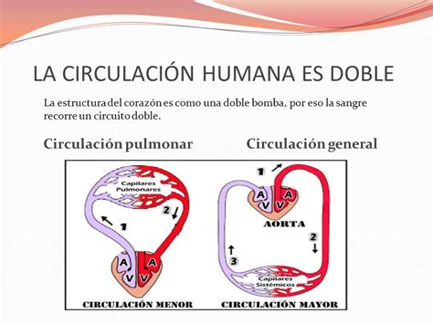 CirculaciÓn Pulmonar Y General Ppt Descargar