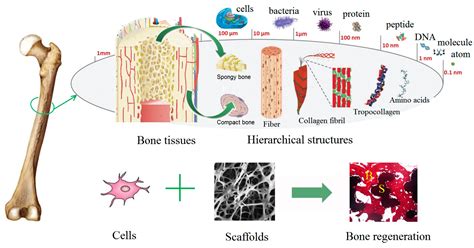 Nanomaterials Free Full Text Scaffold Structural Microenvironmental