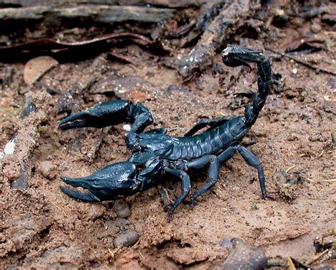 Massive Scorpion Crawls Out Of Overhead Bin Terrifying Passengers