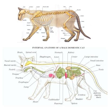 Tube Feeding Kittens Step By Step Advice