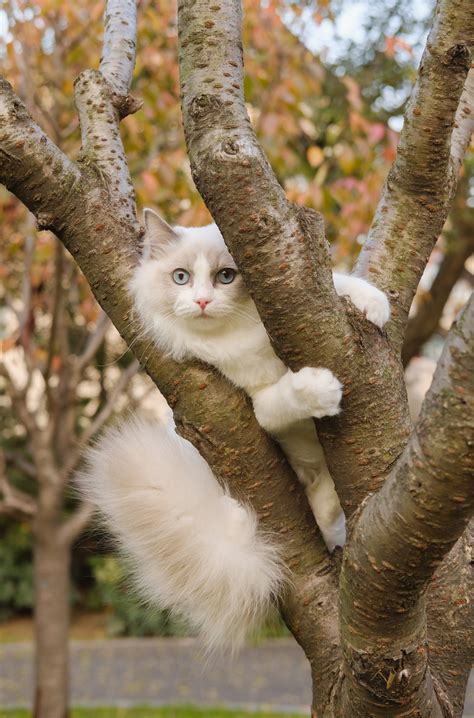 Il cibo umido per gatti rappresenta un'ottima integrazione nella dieta alimentare del gatto sceglierlo e dosarlo non sempre è compito facile. Cucce per gatti da esterno riscaldate: come sono fatte e i ...