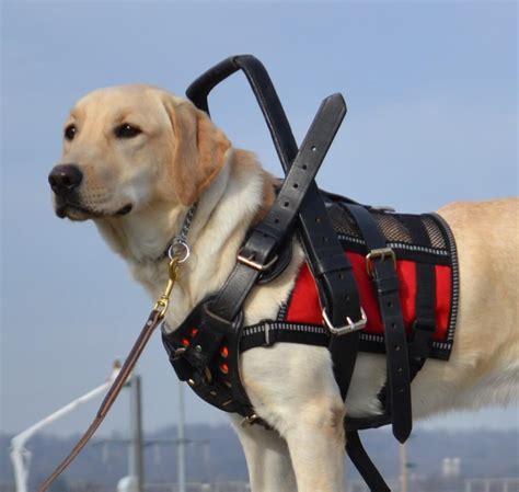 Service Dogs For Children With Cerebral Palsy The Becker Law Firm