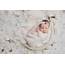 Surrounded By White  A Baby Girl Photo Shoot Dallas Newborn