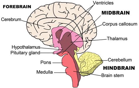 Brain Structure Northern Brain Injury Association British Columbia