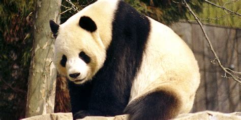 Horny Panda Demolishes Own Sex Record—but With A Different Partner