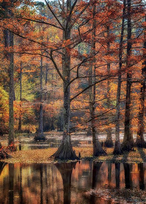 Cypress Cove Reflections Photograph By Susan Rissi Tregoning Fine Art