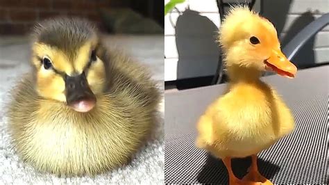 Cute Ducklings Ever Worlds Best Moments Cute Funny Videos Youtube