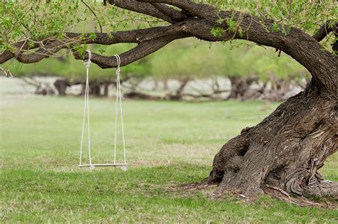 Commonly Asked Questions About Adult Tree Swings Games And Play