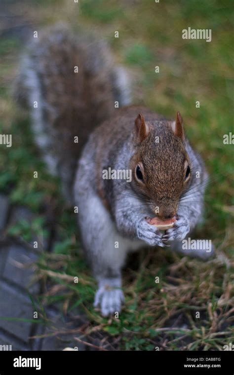 Tame Eastern Grey Squirrel Sciurus Carolinensis Eating Nuts Stock