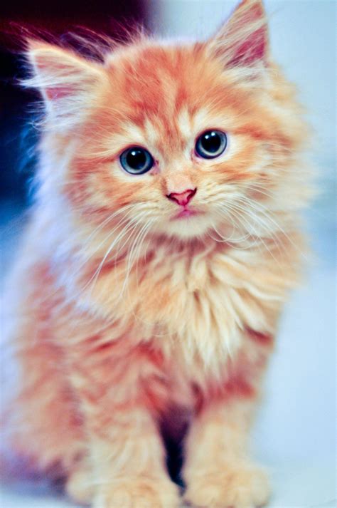 cutypie kitten killing kitty cat orange blue eyes fluffy cute nuttet sweet adorable