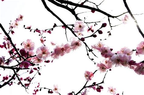 Dessin japonais noir et blanc naturel dessin moderne noir et. Cerisier en fleurs | Fleur de cerisier, Cerisier japonais, Les arts