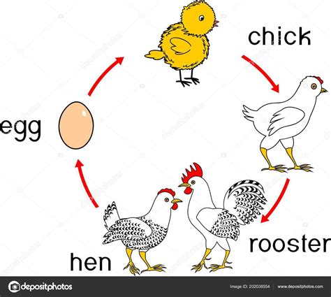 Stages Of Chicken Growth Chicken Life Cycle Stages Of Chicken Growth