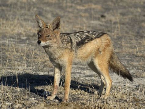 Black Backed Jackal | 動物 写真, 美しい動物, ジャッカル