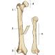 Some, like the rib cage, provide protection for softer body parts, while other the collection of bones in the human body is called the skeletal system. Free Anatomy Quiz - The Skeletal System Section