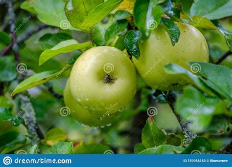 Green Apples In Autumn Garden Stock Image Image Of Fruit Apple