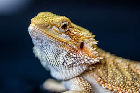 How To Tell If Your Bearded Dragon Is Male Or Female Richard Rowlands