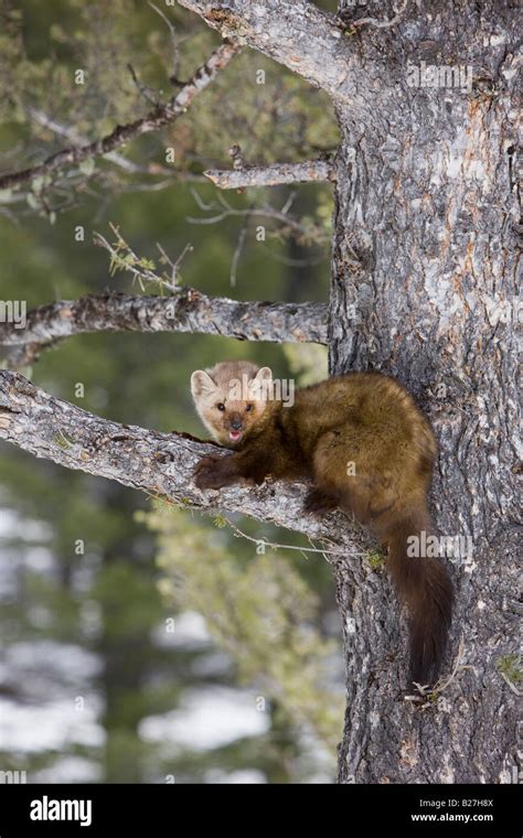 American Pine Marten Hi Res Stock Photography And Images Alamy