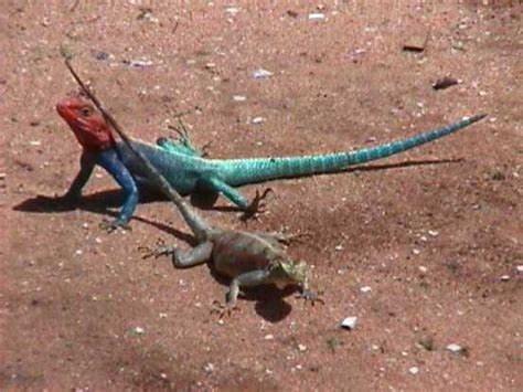 House lizards are commonly called geckos. Lizards India Reptile Species ~ planetanimalzone