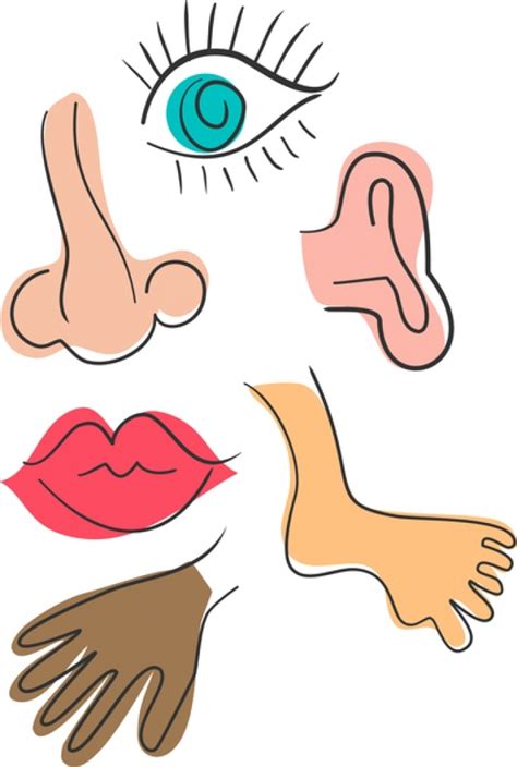 ⬤ pictures of body parts vocabulary with pronunciations. parts of the human body clipart 20 free Cliparts | Download images on Clipground 2021