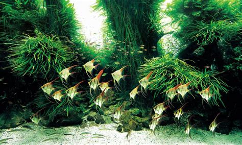 What looks like a lush rainforest is really an underwater garden. Nature Aquarium Creator: Takashi Amano - Aquascaping Love