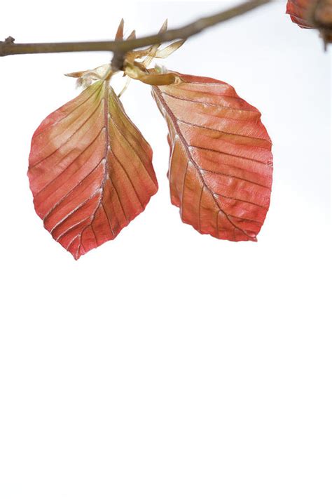 Close Up Of Copper Beech Leaves Photograph By Science Stock Photography