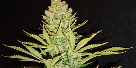 Big Bud Xxl From Ministry Of Cannabis The Ultimate High Yielding