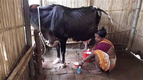 Cows Milking With Beautiful Woman The Cow S Milk Is Out Around