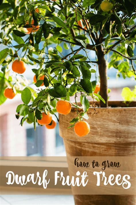 Five outstanding fruit trees among the many possible for the temperate backyard edible forest garden. Growing Dwarf Fruit Trees • The Prairie Homestead