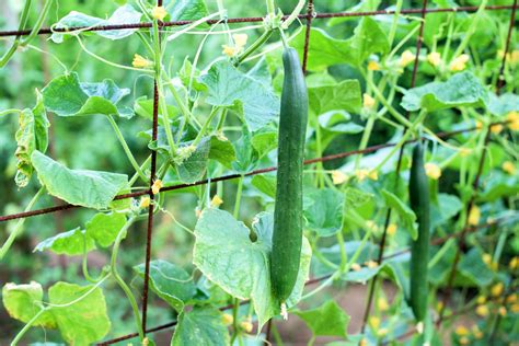 10 Diy Cucumber Trellis Ideas To Get You Growing