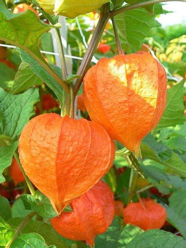Chinese lantern (physalis alkekengi) is a truly fascinating plant. BEAUTIFUL FLOWERS: Chinese Lantern Flowers - Pictures ...