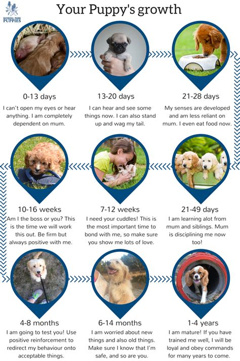 Dog Developmental Stages Infographic — Behave Atlanta Llc Ph