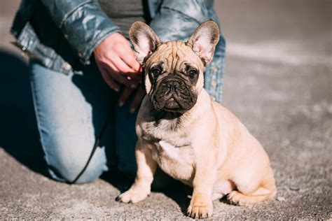 55 Types Of French Bulldog Photo Bleumoonproductions