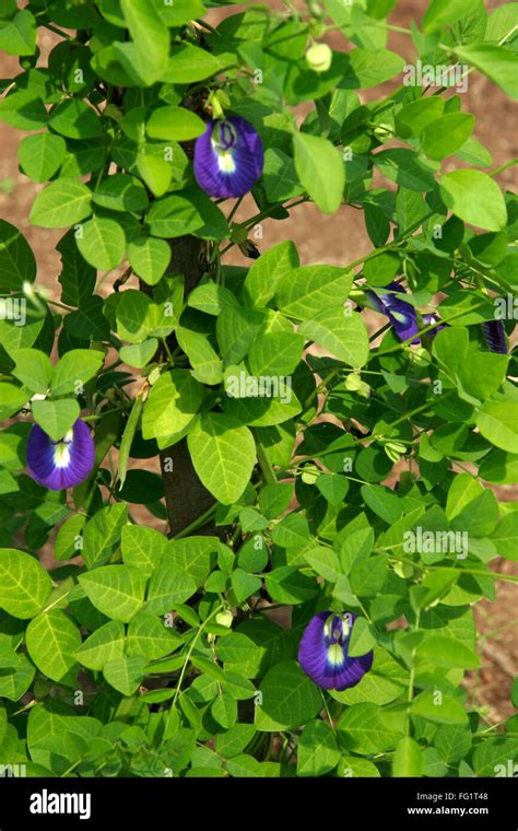 Ayurvedic Medicinal Plant With Blue Flowers Scientific Name Clitorea