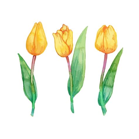 Premium Vector Yellow Tulips Watercolor Illustration Pack