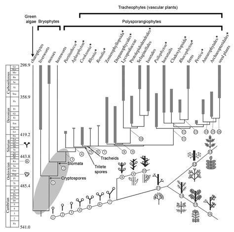 Overview Of Land Plant Relationships Digital Atlas Of Ancient Life