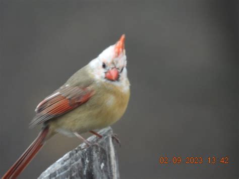 Leucistic Female Northern Cardinal Feederwatch
