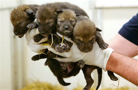 Rare Red Wolf Pups Born At Cts Beardsley Zoo Less Than 300 Exist Today
