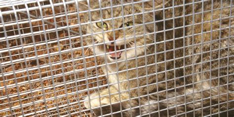 Australia Is Killing Millions Of Feral Cats By Airdropping Lethal Sausages