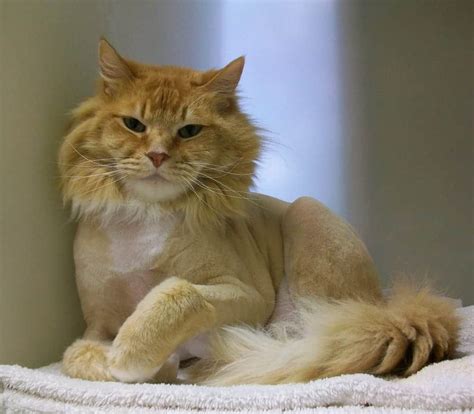 Top Strange And Unique Cat Haircuts Cats In Care
