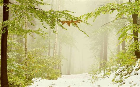 Nature Landscapes Trees Forests Winter Snow Seasons Fog Mist