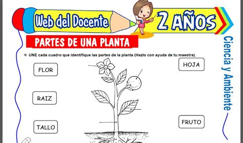 Partes De Las Plantas Para Niños De Primaria Cono 2Âº Primaria Tema 6