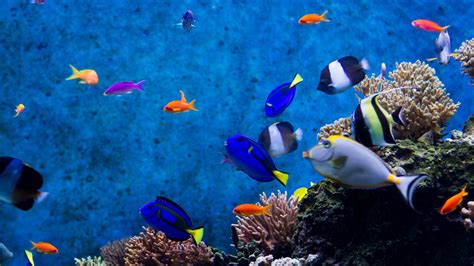 Coral Reef 4k Wallpapers Top Free Coral Reef 4k Backgrounds